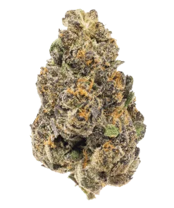 Girl scout cookies strain marijuana flower