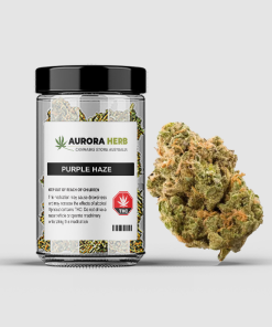 Purple haze strain cannabis flower in a jar