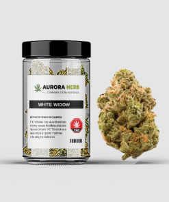 White Widow Cannabis Strain - Aurora Herb weed strain in a jar
