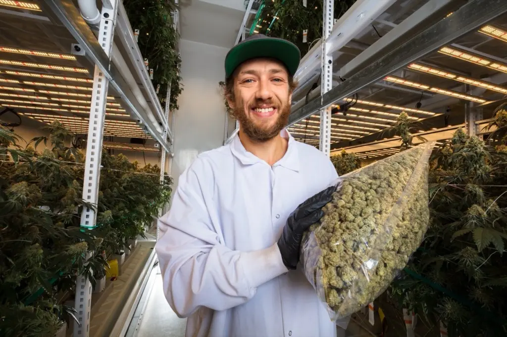 Aurora Herb employee holding weed for sale online in Australia