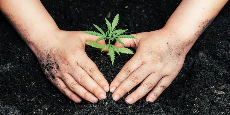 Aurora engaging with the cannabis community outreach and education