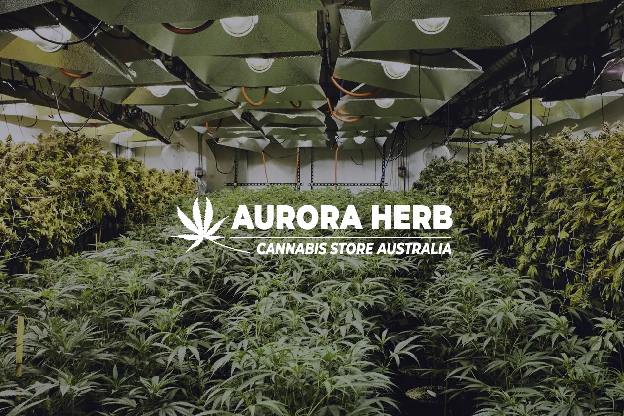 Buy weed online in Australia. Aurora Herb Cannabis indoor farm