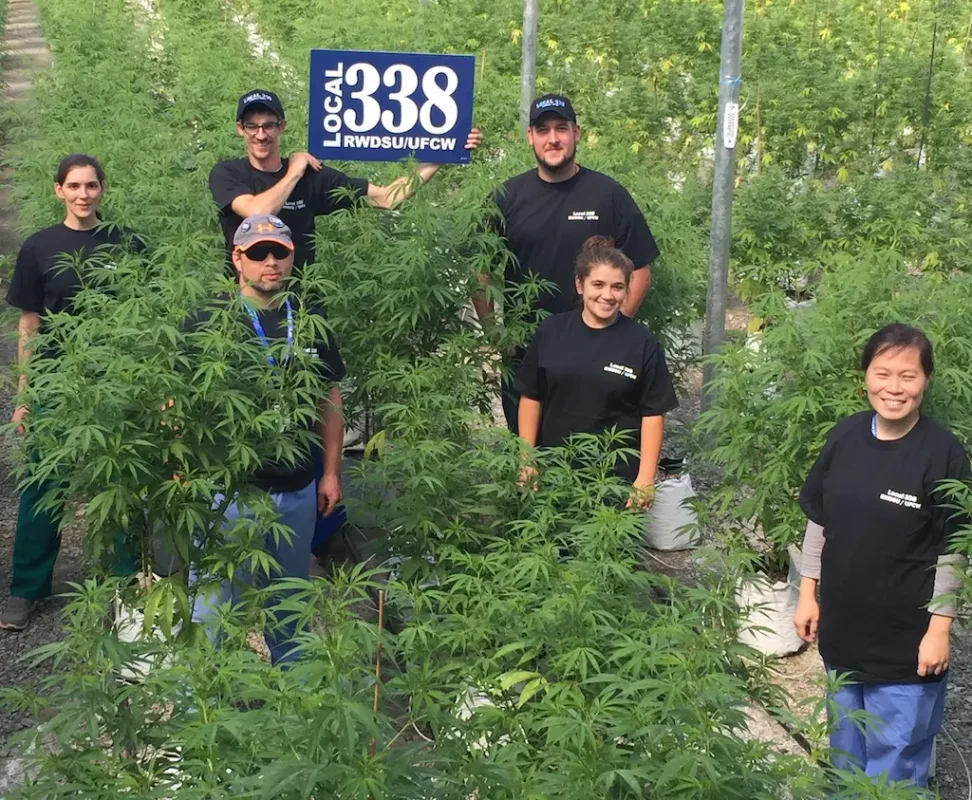 NSW health workers working on Aurora cannabis farm